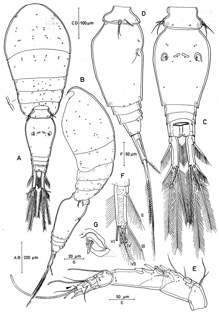 Espèce Oncaea venusta - Planche 4 de figures morphologiques