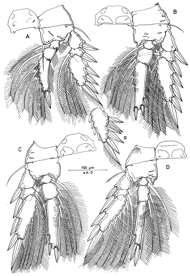 Espèce Oncaea venusta - Planche 6 de figures morphologiques