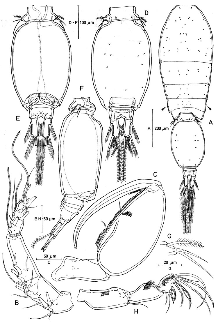 Espèce Oncaea venusta - Planche 7 de figures morphologiques