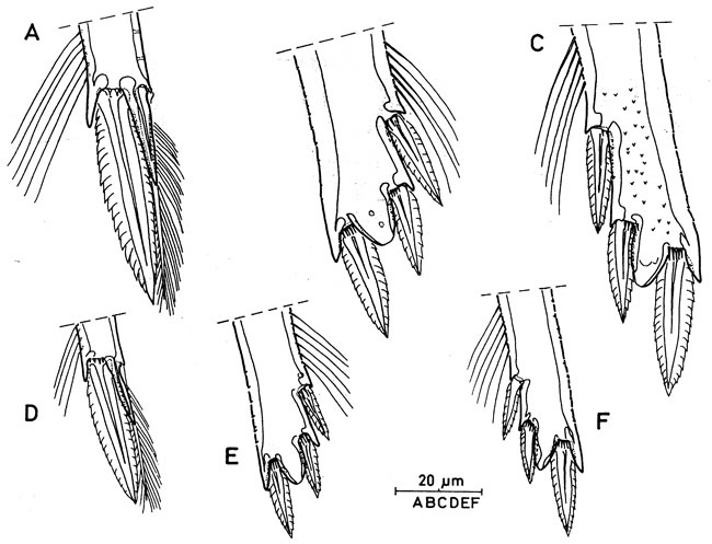 Espce Oncaea venusta - Planche 8 de figures morphologiques