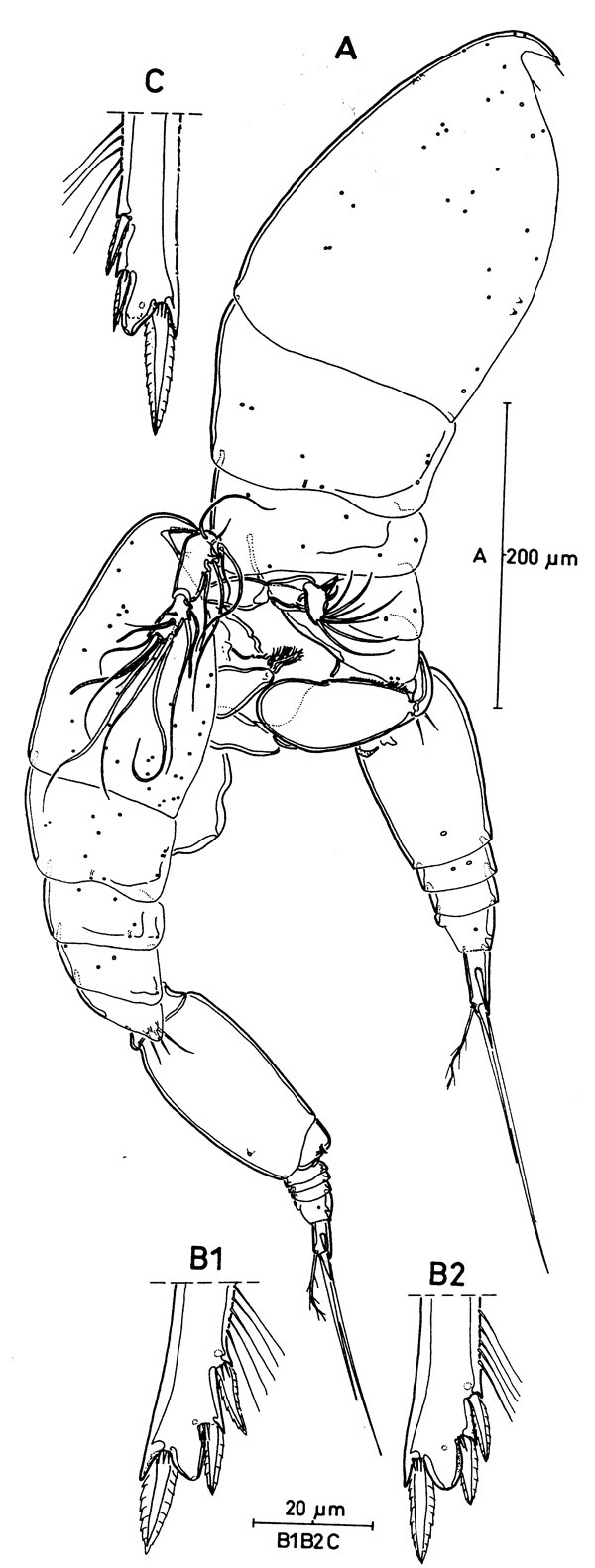 Espce Oncaea clevei - Planche 2 de figures morphologiques