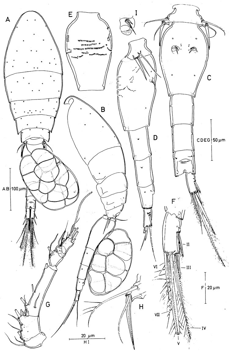 Species Monothula subtilis - Plate 2 of morphological figures