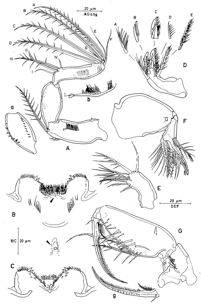 Espèce Monothula subtilis - Planche 3 de figures morphologiques