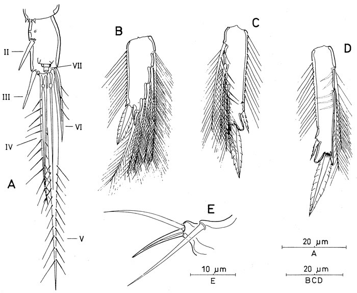 Espèce Monothula subtilis - Planche 6 de figures morphologiques