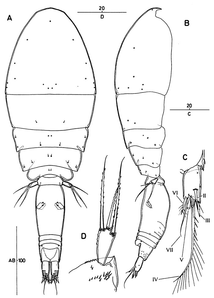 Espèce Archioncaea arabica - Planche 1 de figures morphologiques