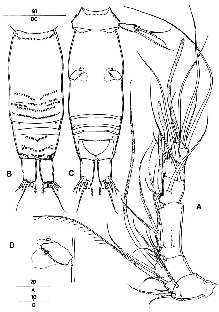 Species Archioncaea arabica - Plate 2 of morphological figures