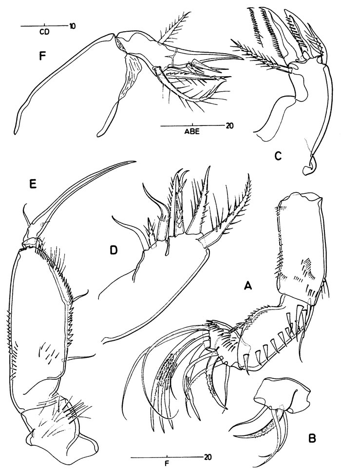 Espèce Archioncaea arabica - Planche 3 de figures morphologiques