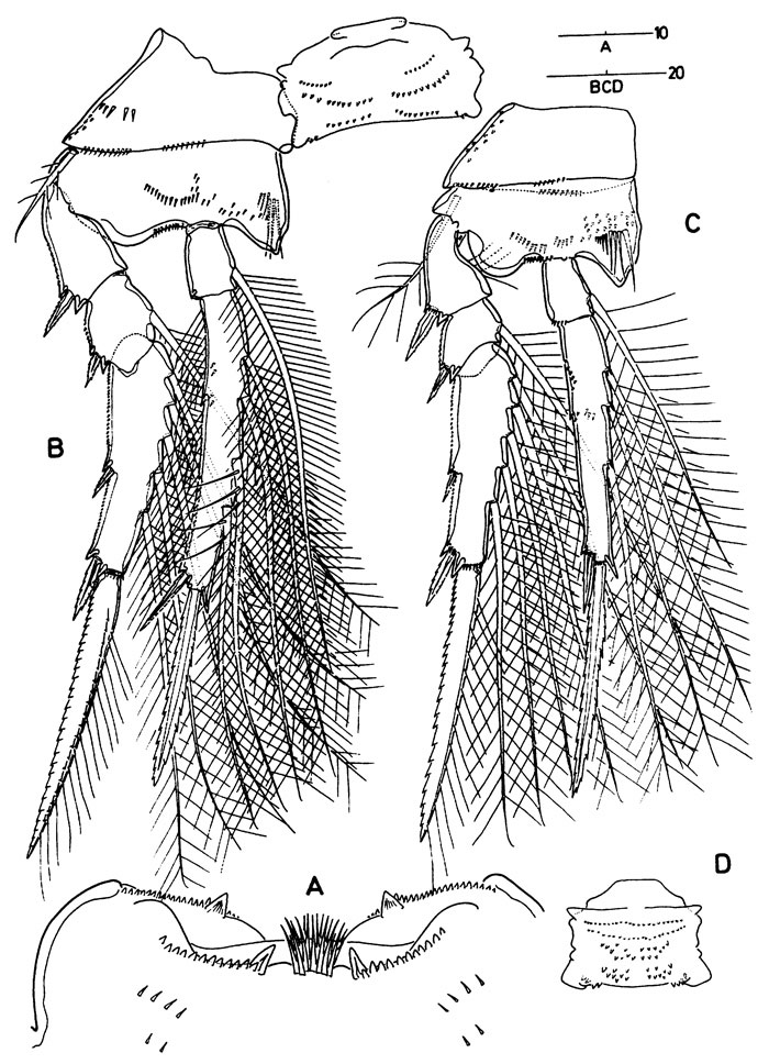 Espèce Archioncaea arabica - Planche 5 de figures morphologiques