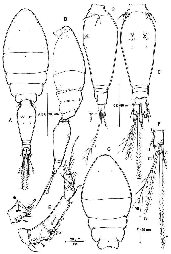 Espce Oncaea bispinosa - Planche 1 de figures morphologiques