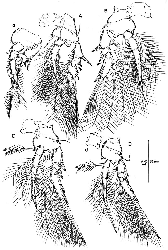 Espèce Oncaea bispinosa - Planche 3 de figures morphologiques