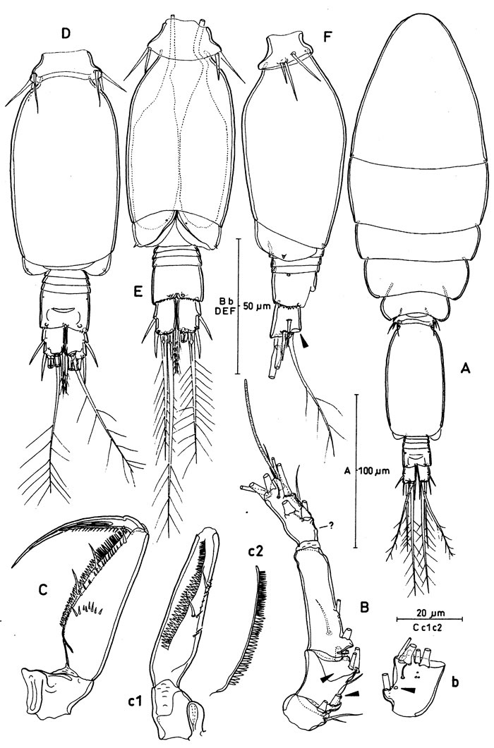 Species Oncaea bispinosa - Plate 4 of morphological figures