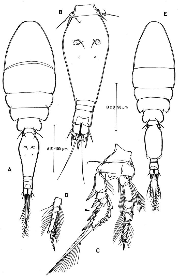 Species Oncaea zernovi - Plate 1 of morphological figures