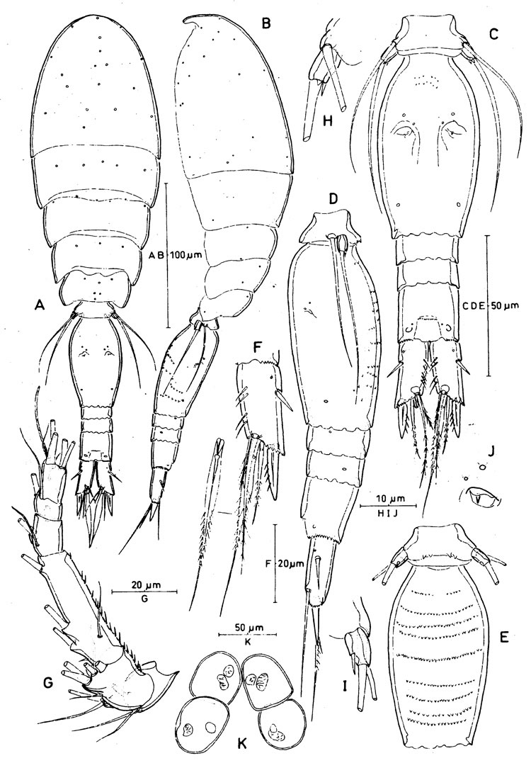 Species Spinoncaea ivlevi - Plate 1 of morphological figures