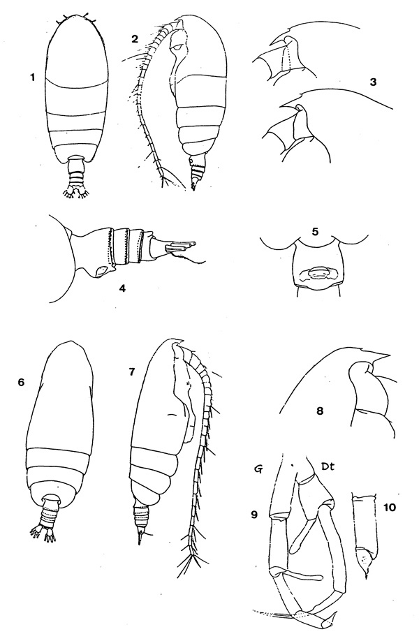 Espèce Euchirella rostromagna - Planche 1 de figures morphologiques