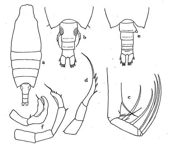 Espce Candacia falcifera - Planche 1 de figures morphologiques