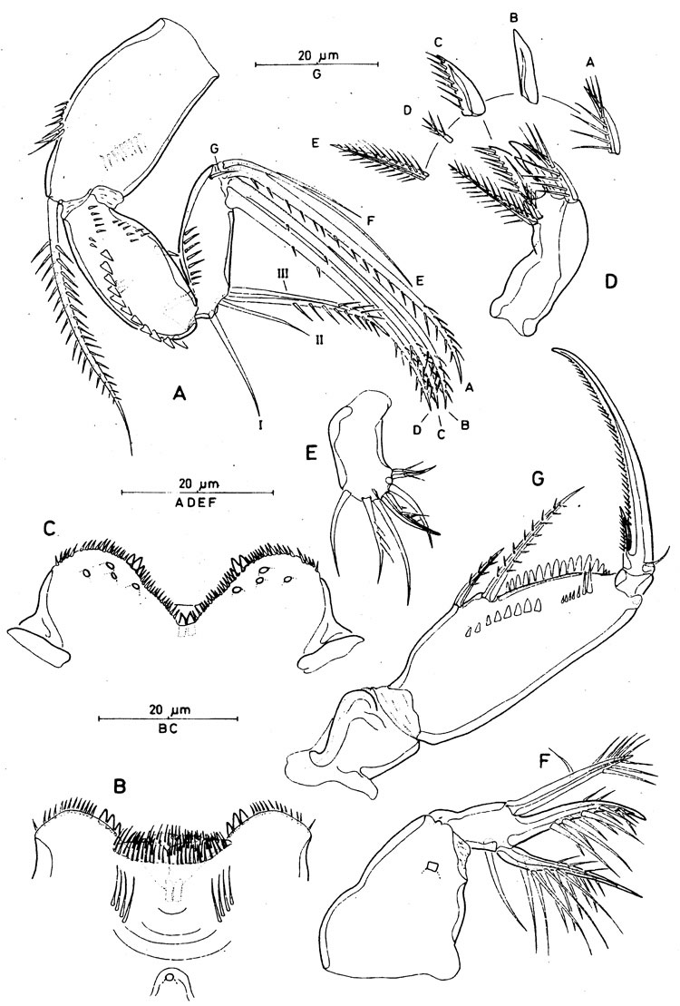 Species Spinoncaea ivlevi - Plate 2 of morphological figures