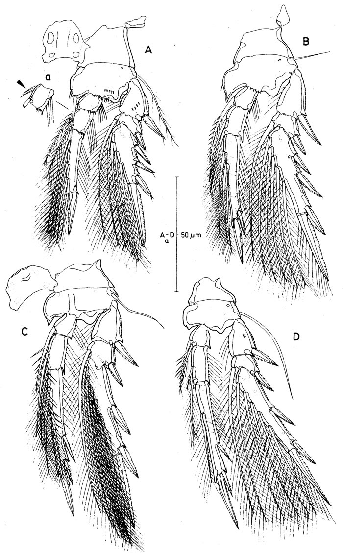 Espce Spinoncaea ivlevi - Planche 3 de figures morphologiques