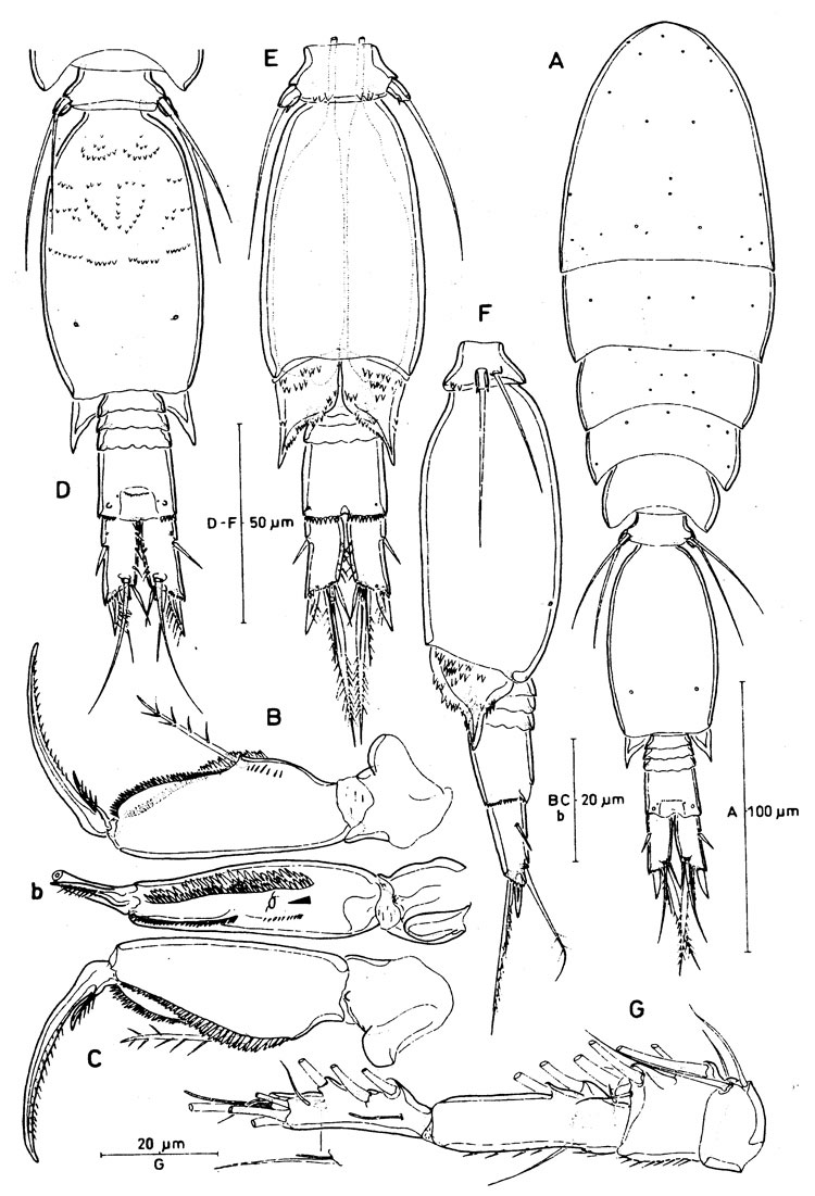 Species Spinoncaea ivlevi - Plate 6 of morphological figures