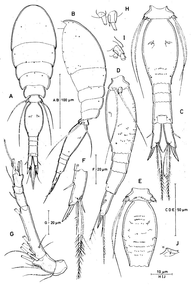 Species Spinoncaea humesi - Plate 1 of morphological figures