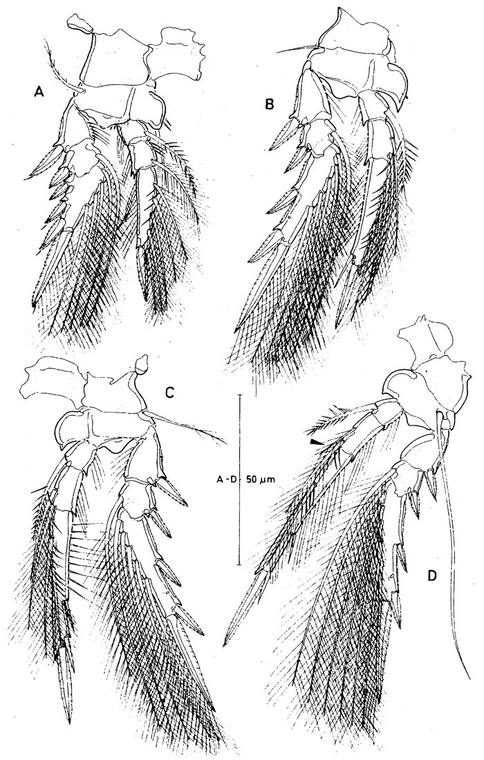 Species Spinoncaea humesi - Plate 3 of morphological figures
