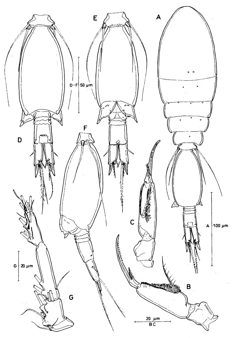 Species Spinoncaea humesi - Plate 4 of morphological figures
