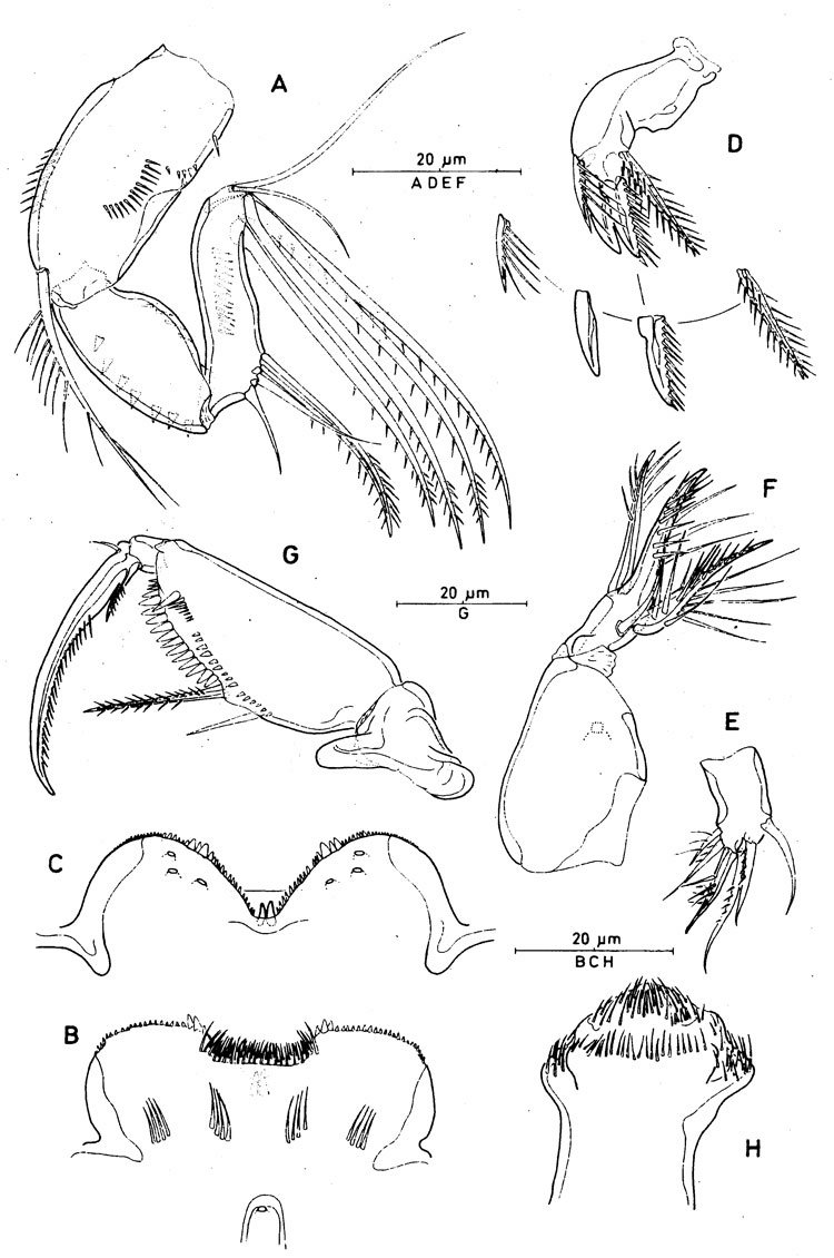Espèce Spinoncaea tenuis - Planche 2 de figures morphologiques