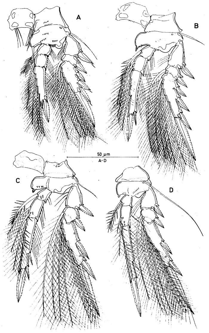 Espèce Spinoncaea tenuis - Planche 3 de figures morphologiques