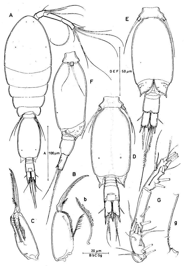 Espèce Spinoncaea tenuis - Planche 4 de figures morphologiques