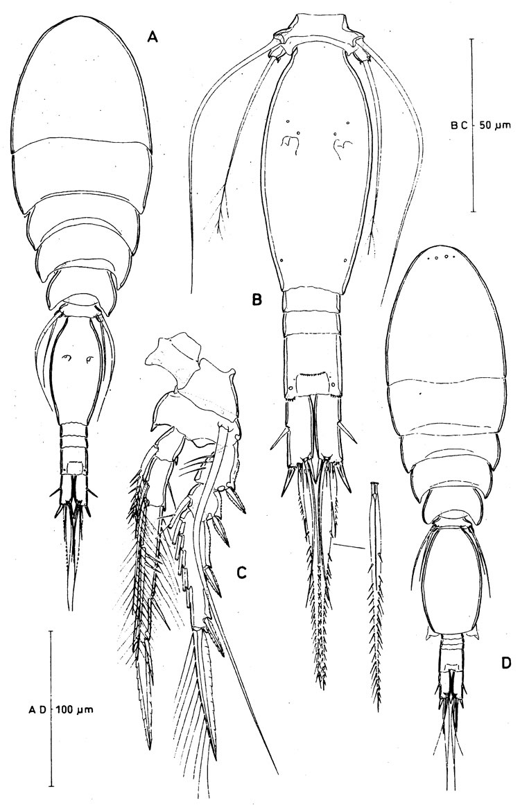 Espèce Spinoncaea tenuis - Planche 5 de figures morphologiques