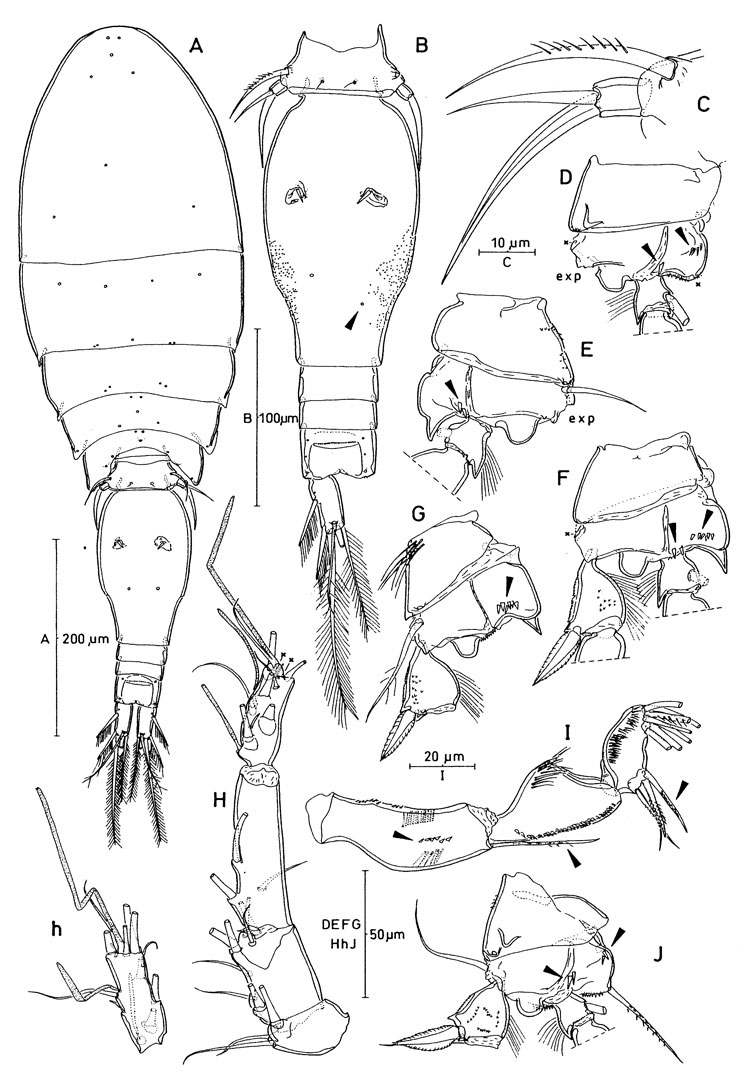 Espce Triconia parasimilis - Planche 4 de figures morphologiques