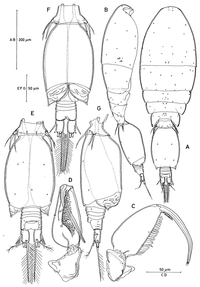 Espèce Triconia parasimilis - Planche 5 de figures morphologiques