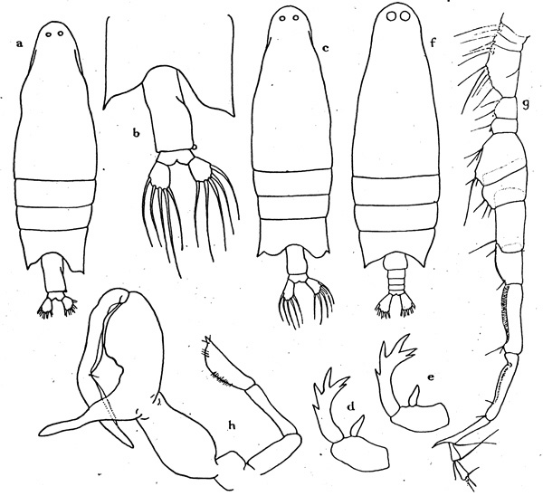 Espèce Labidocera cervi - Planche 1 de figures morphologiques