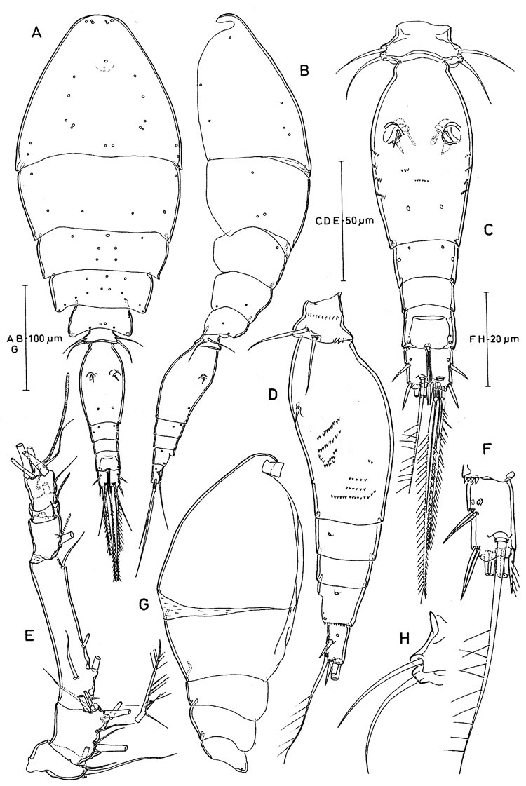 Espèce Oncaea cristata - Planche 1 de figures morphologiques