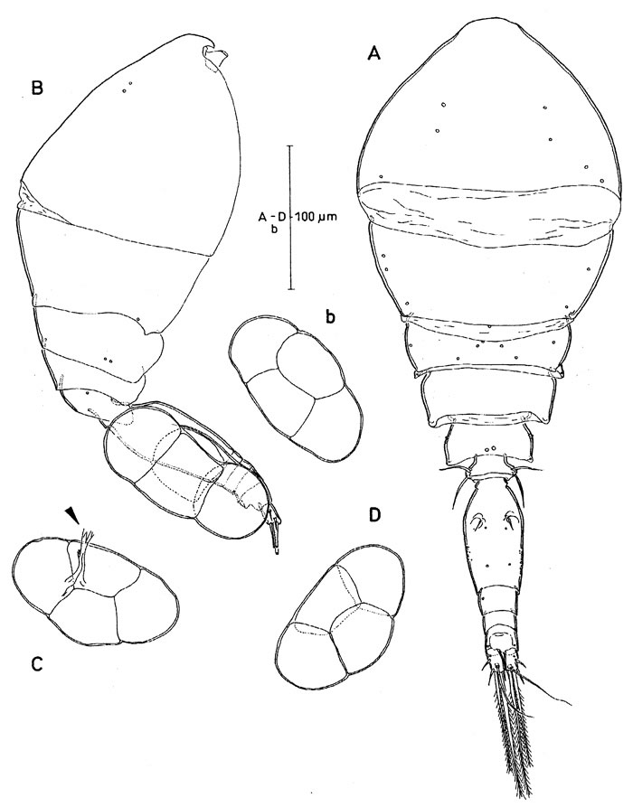 Espèce Oncaea cristata - Planche 4 de figures morphologiques