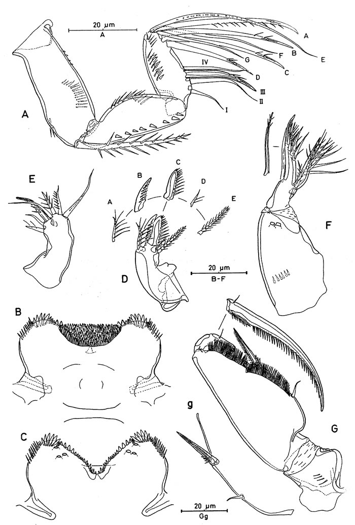 Species Oncaea crypta - Plate 2 of morphological figures