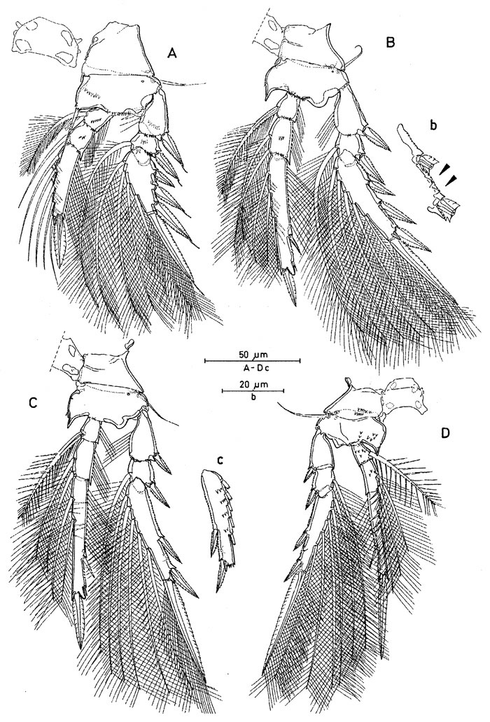 Espce Oncaea crypta - Planche 4 de figures morphologiques