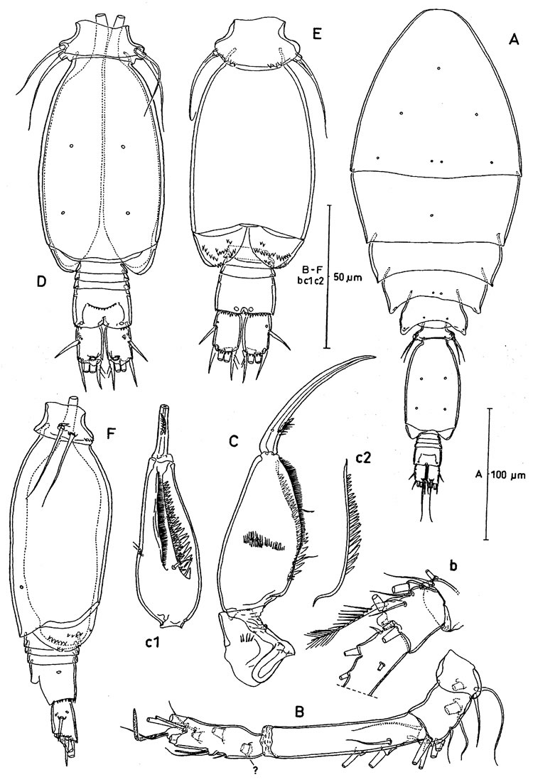 Species Oncaea crypta - Plate 5 of morphological figures