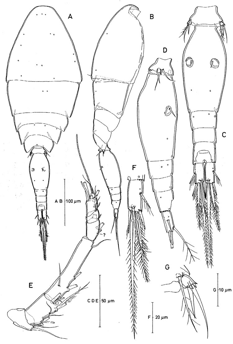 Species Oncaea ovalis - Plate 1 of morphological figures