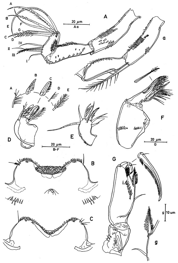 Species Oncaea ovalis - Plate 2 of morphological figures