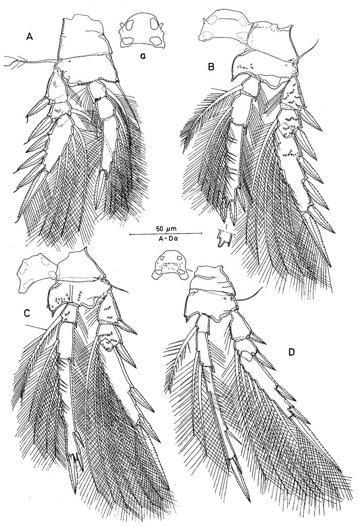 Espèce Oncaea ovalis - Planche 3 de figures morphologiques