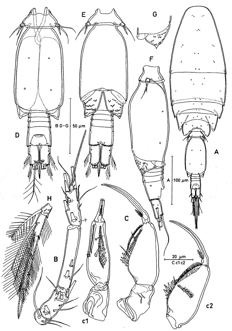 Espèce Oncaea ovalis - Planche 4 de figures morphologiques