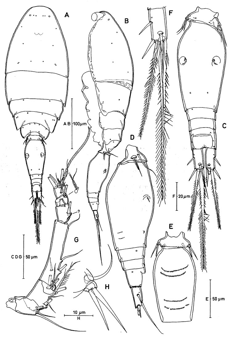 Espèce Oncaea parabathyalis - Planche 1 de figures morphologiques