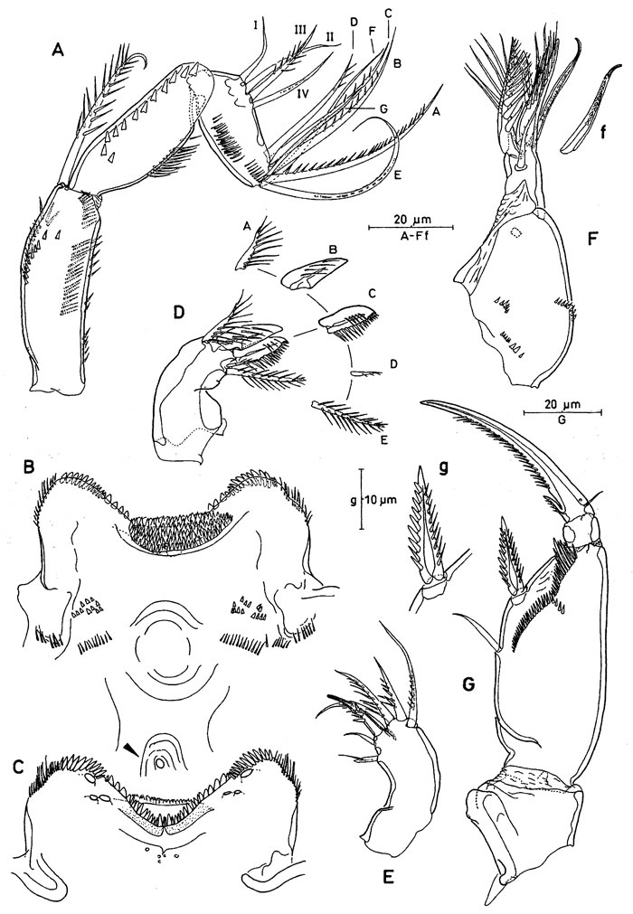Espèce Oncaea parabathyalis - Planche 2 de figures morphologiques