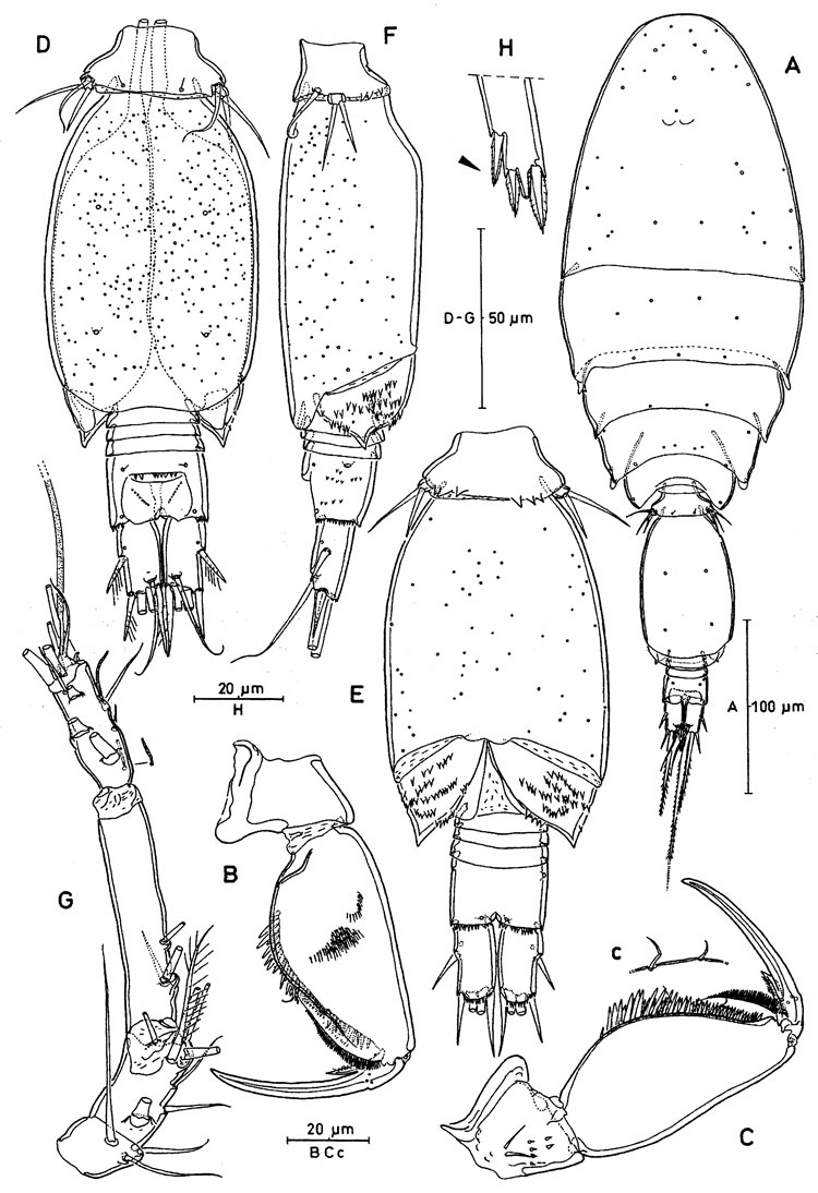 Espèce Oncaea parabathyalis - Planche 4 de figures morphologiques