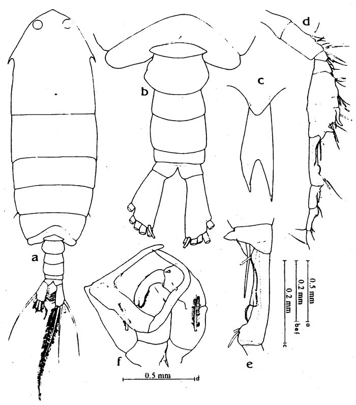 Espèce Ivellopsis elephas - Planche 6 de figures morphologiques