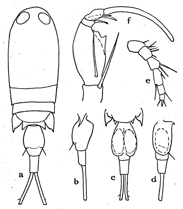 Espèce Corycaeus (Ditrichocorycaeus) aucklandicus - Planche 1 de figures morphologiques