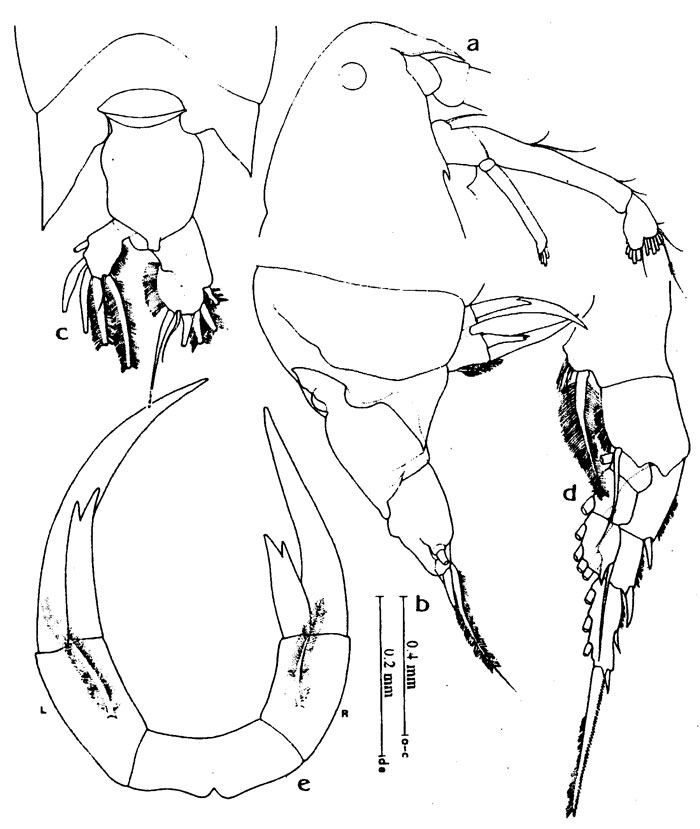 Species Pontella latifurca - Plate 2 of morphological figures