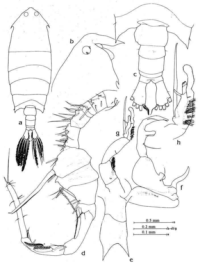 Species Pontella sinica - Plate 13 of morphological figures