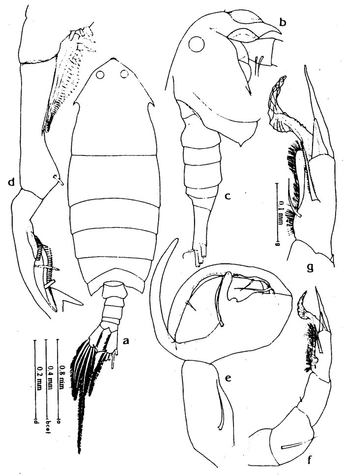 Species Pontella diagonalis - Plate 1 of morphological figures