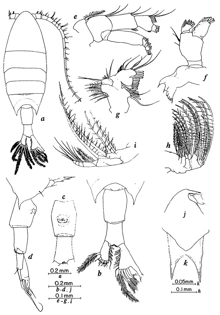 Espce Calanopia asymmetrica - Planche 1 de figures morphologiques